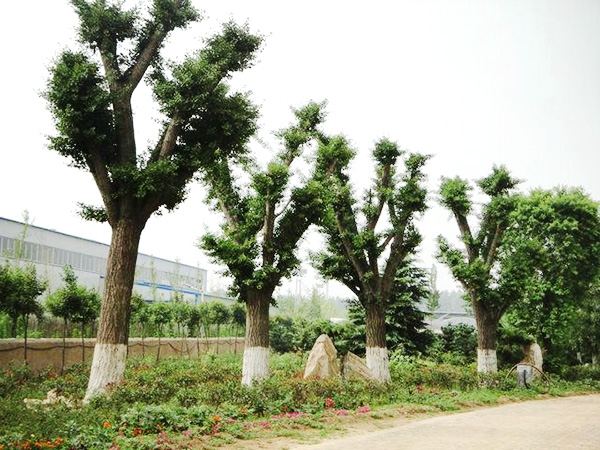 实景展示