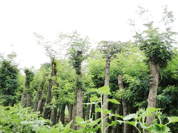 实景展示