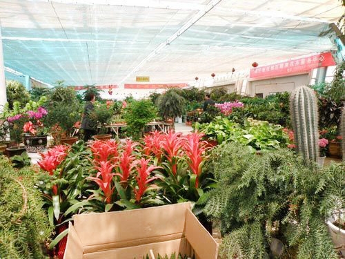 花卉外景