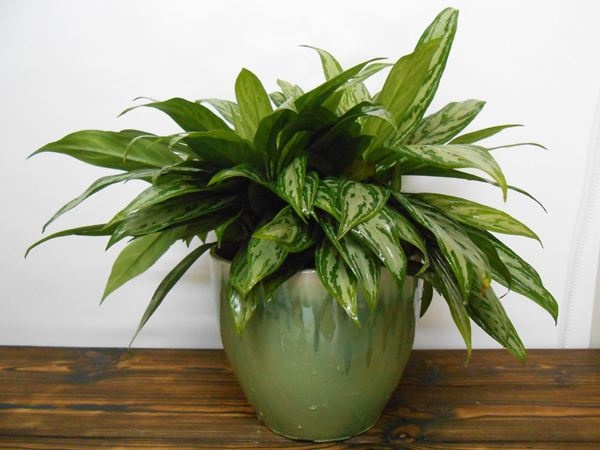 兴隆花卉,花卉摊位租赁