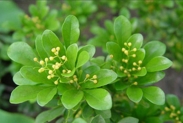 济宁大型花卉批发市场，兖州兴隆花卉大市场，霜降节气寄语