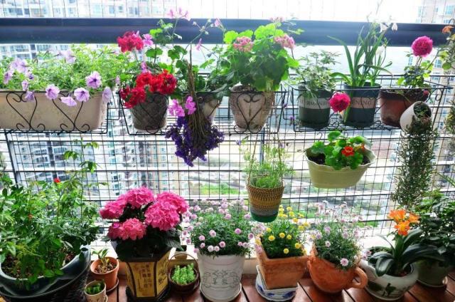 养花的5个好处，堪比人生财富，赚大了！